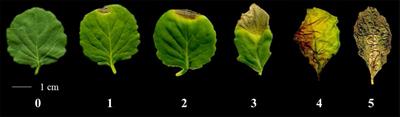 A GBS-based genetic linkage map and quantitative trait loci (QTL) associated with resistance to Xanthomonas campestris pv. campestris race 1 identified in Brassica oleracea